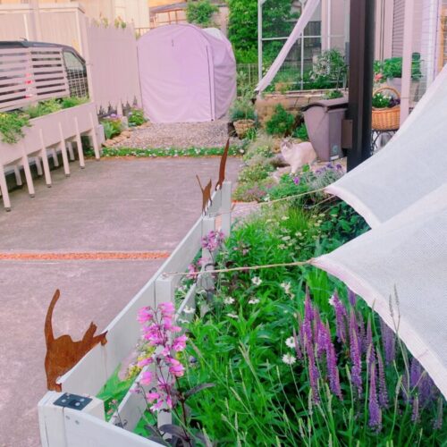 No'001/花の上のラグドール