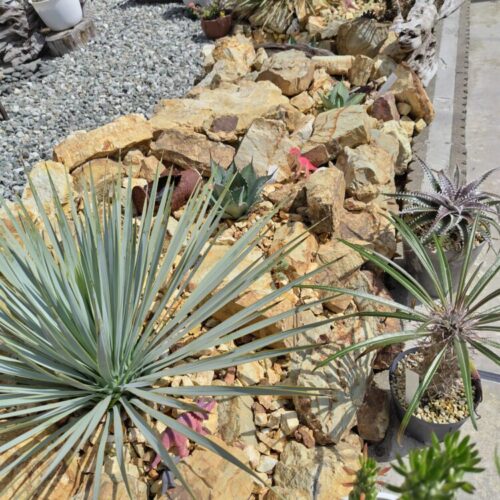 No'005/ロックガーデン