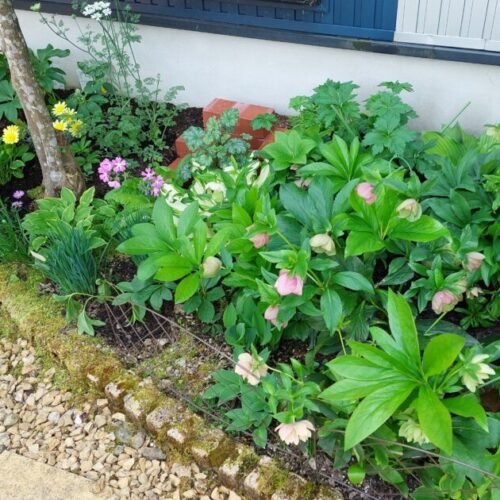 No'007/クリスマスローズの集い