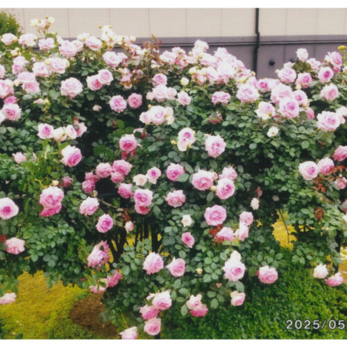 No'019/満開のバラ