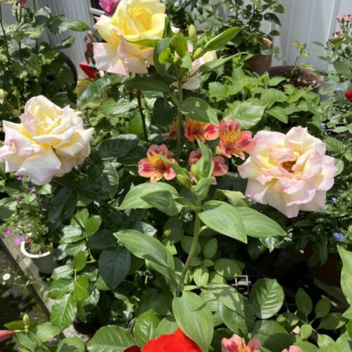 No'014/待ってました、我が家の花達