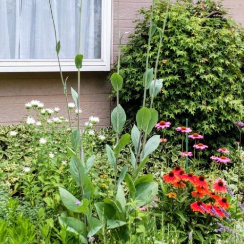 No'018/宿根草が主役の夏色ガーデンへようこそ