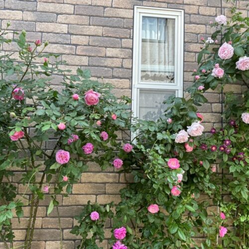 No'022/バラの　マイスウィートガーデン🌹