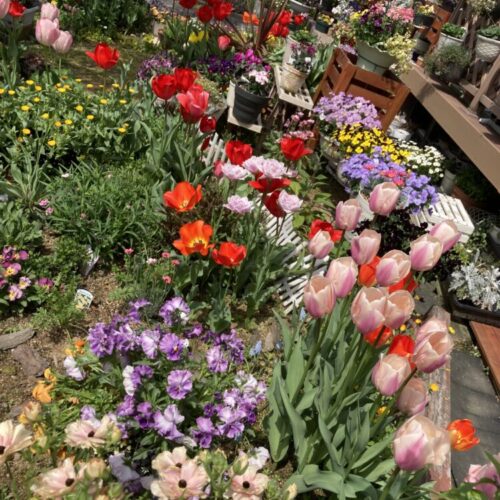 No'029/術前に植えた子たちに見送られ、いざ！治療へ♪