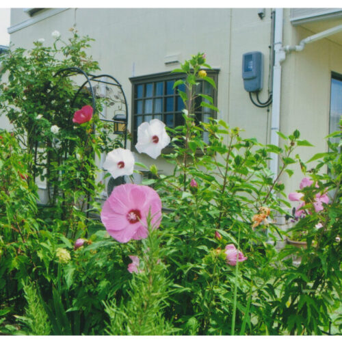 No'032/花は1日で終わり、さみしいな