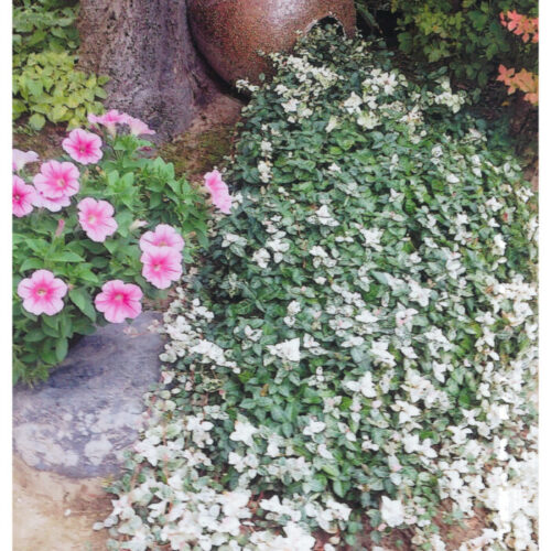 No'034/こぼれ流れるハツユキカズラ