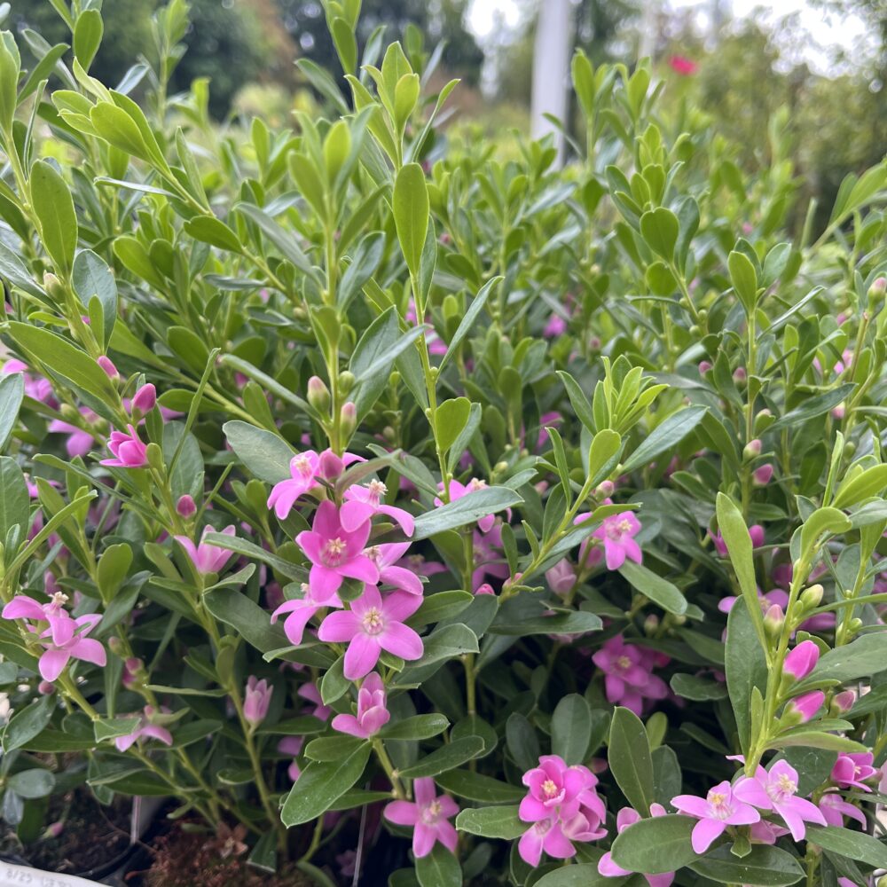 富山店：8/26入荷情報 | 北山ナーセリー