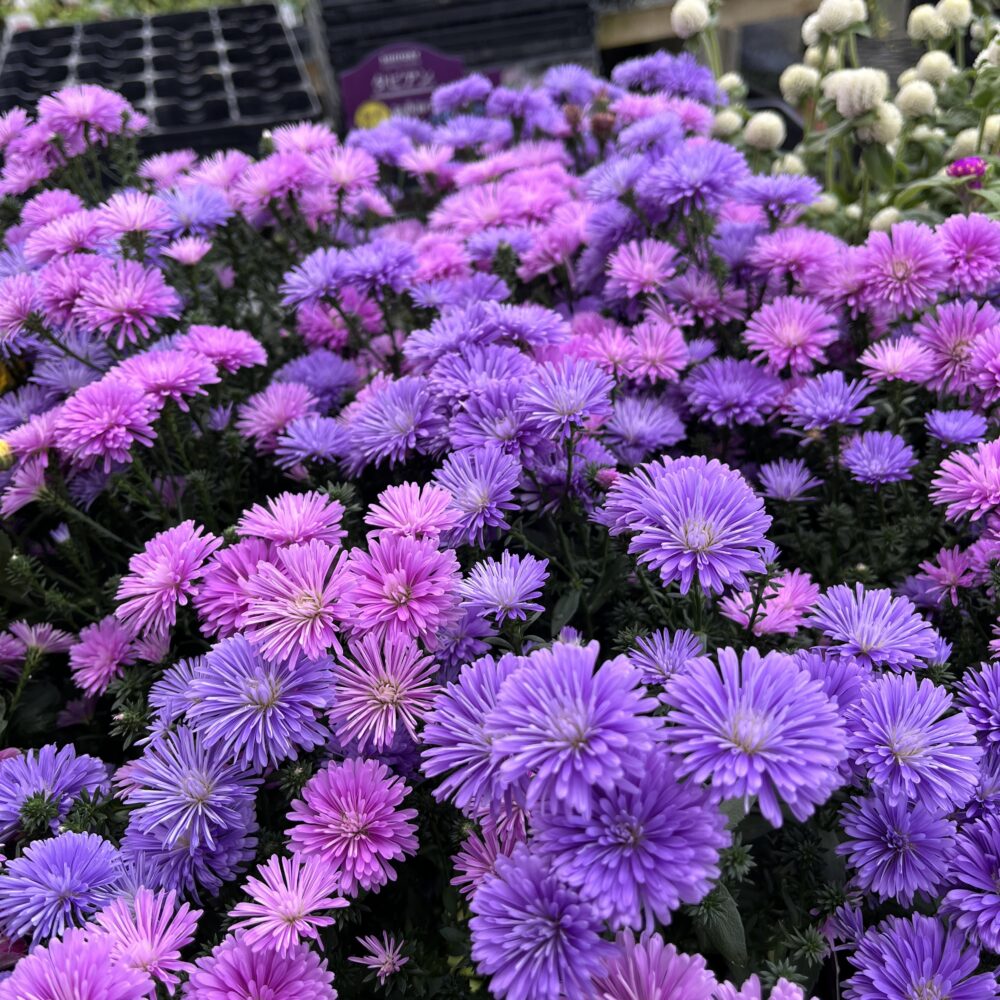 富山店：8/26入荷情報 | 北山ナーセリー