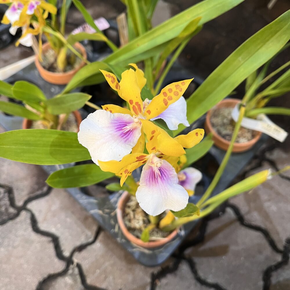 富山店：8/26入荷情報 | 北山ナーセリー